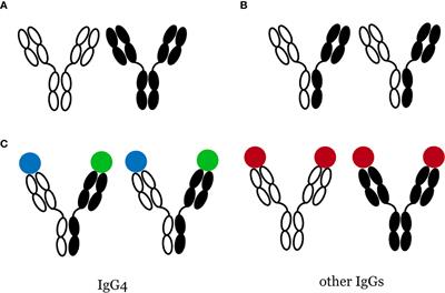 Immune Dysregulation in IgG4-Related Disease